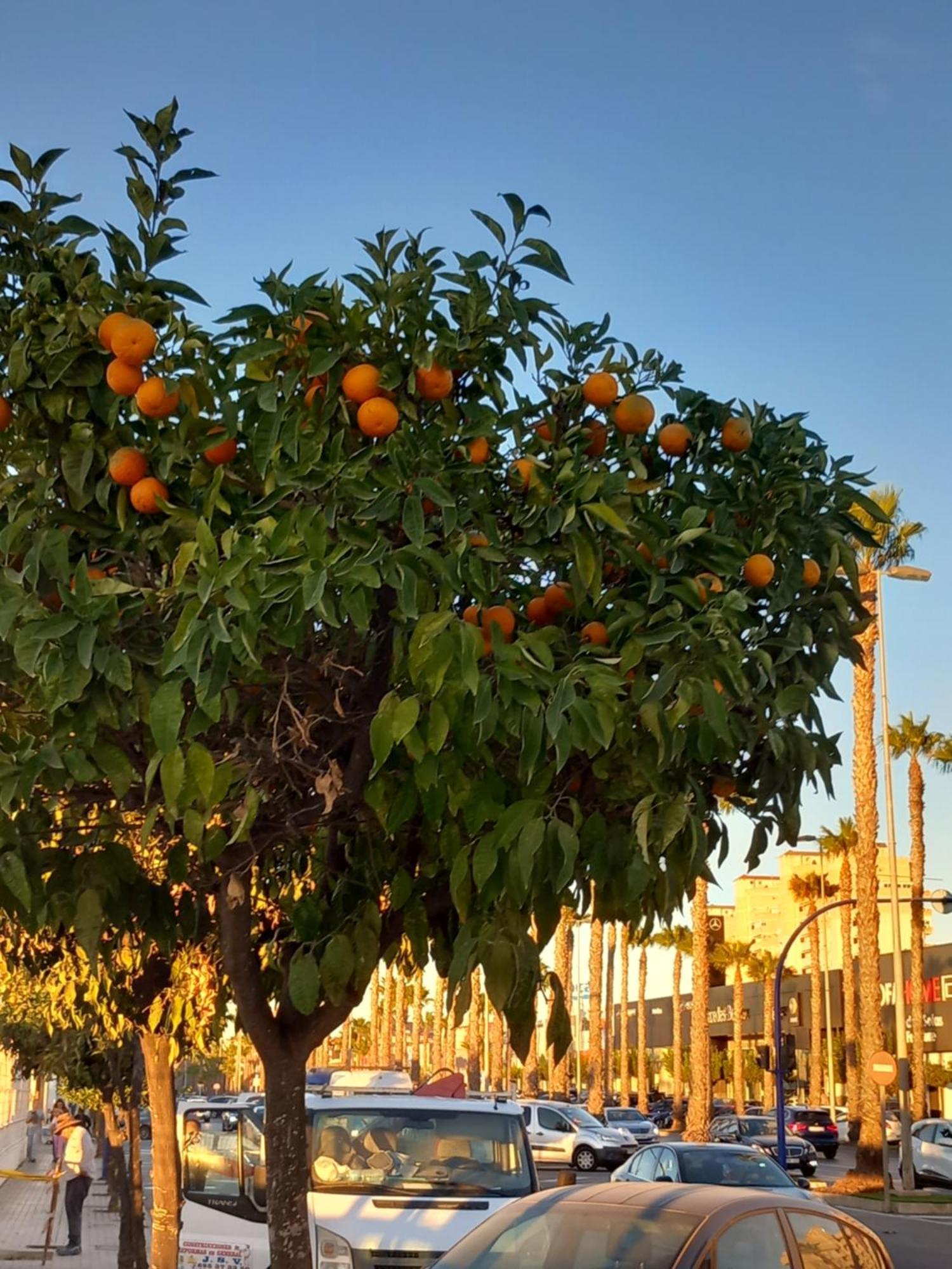 טורבייחה Macarena III Apartments, 300 Meter Zu Playa Del Cura מראה חיצוני תמונה